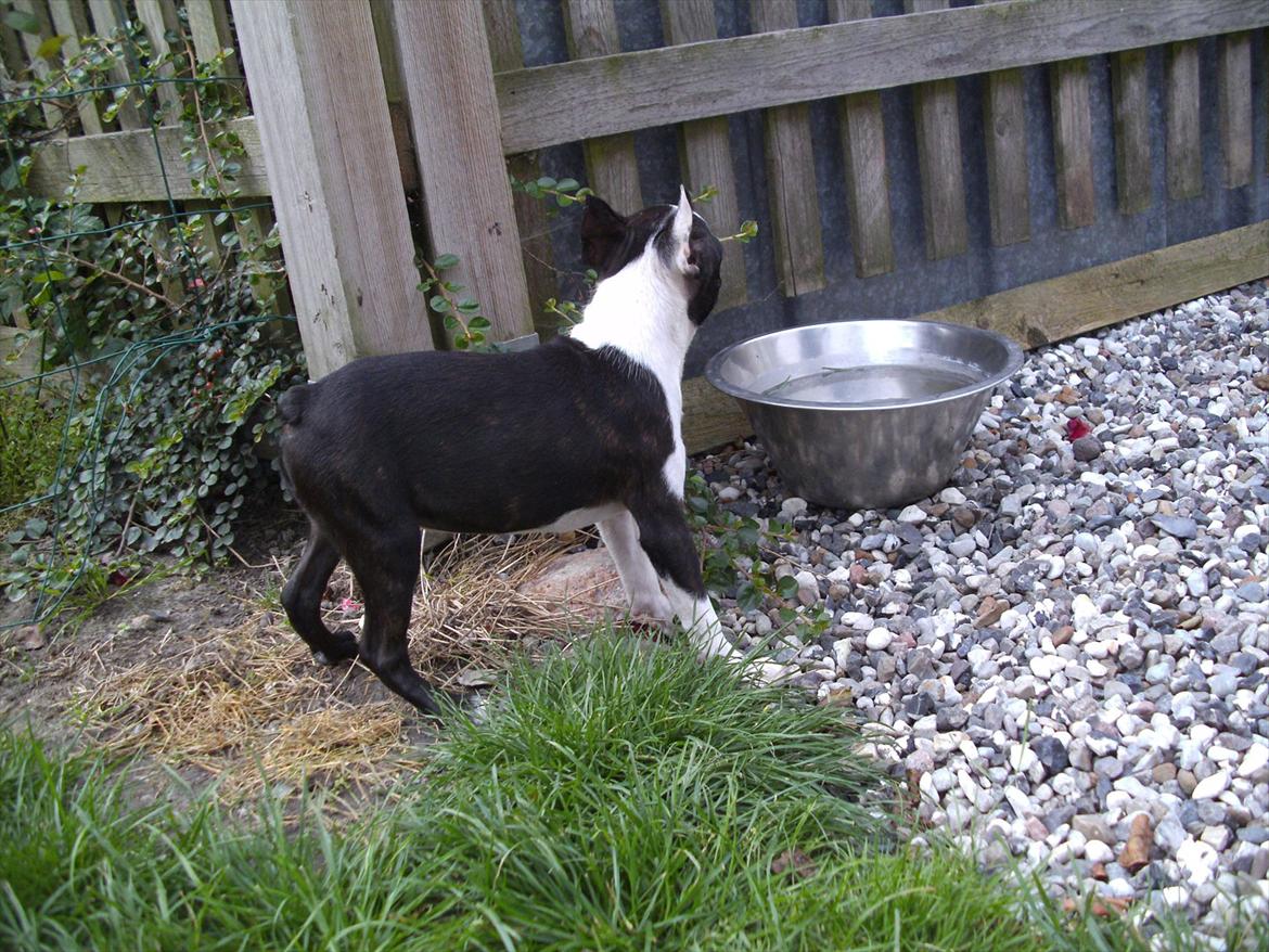 Boston terrier Mynthe billede 7