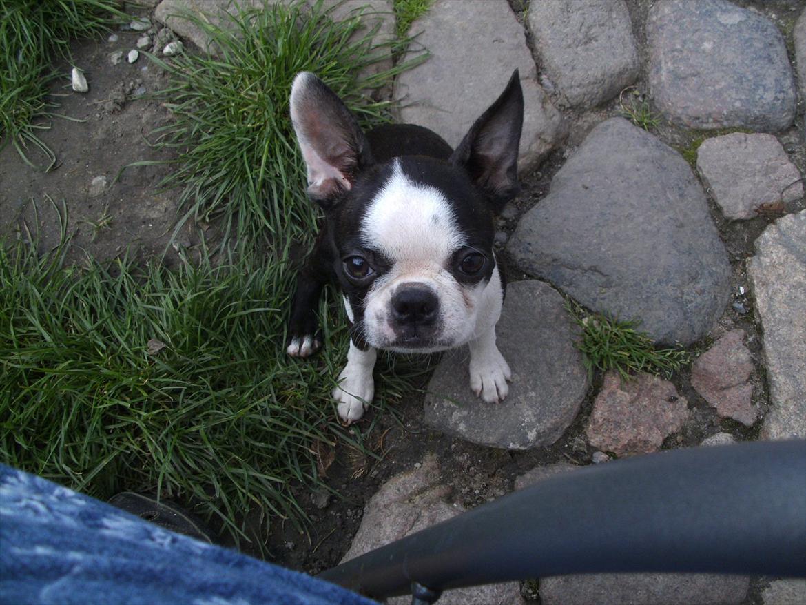 Boston terrier Mynthe billede 8