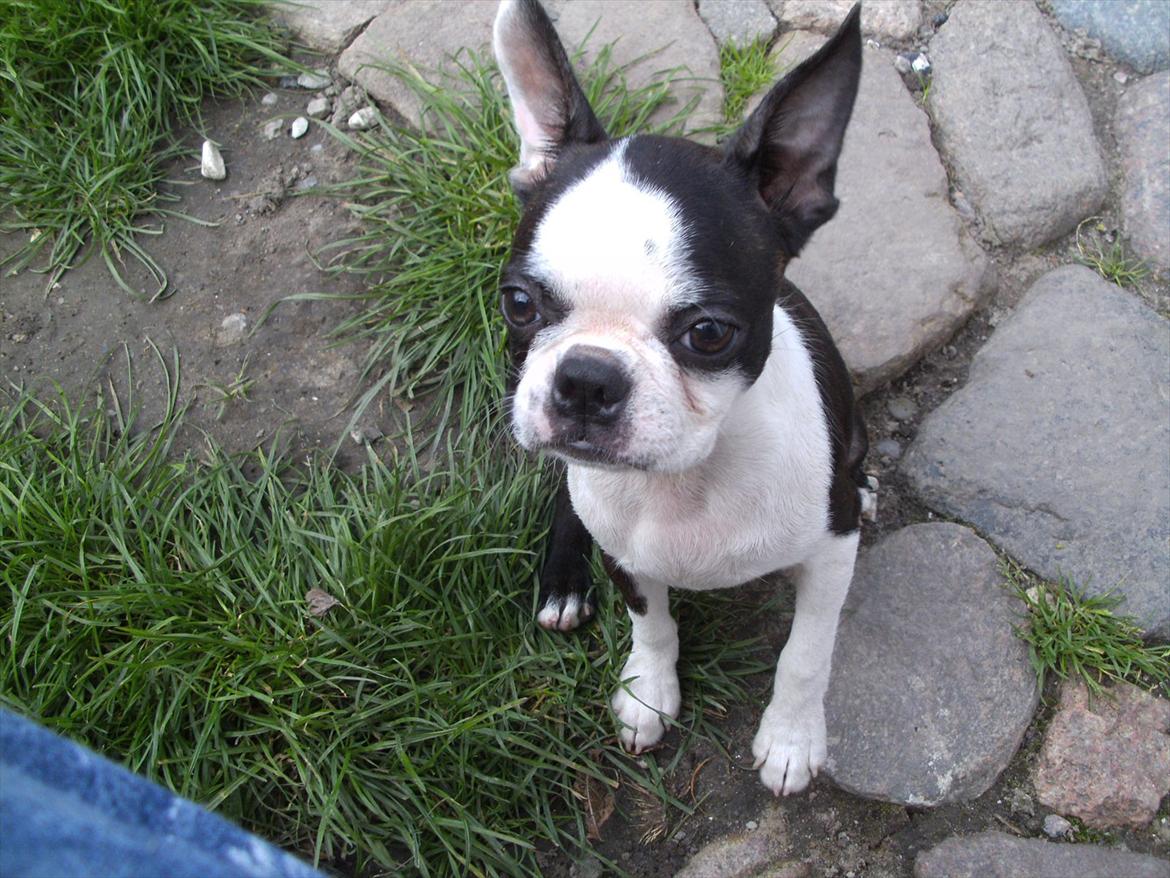 Boston terrier Mynthe billede 9