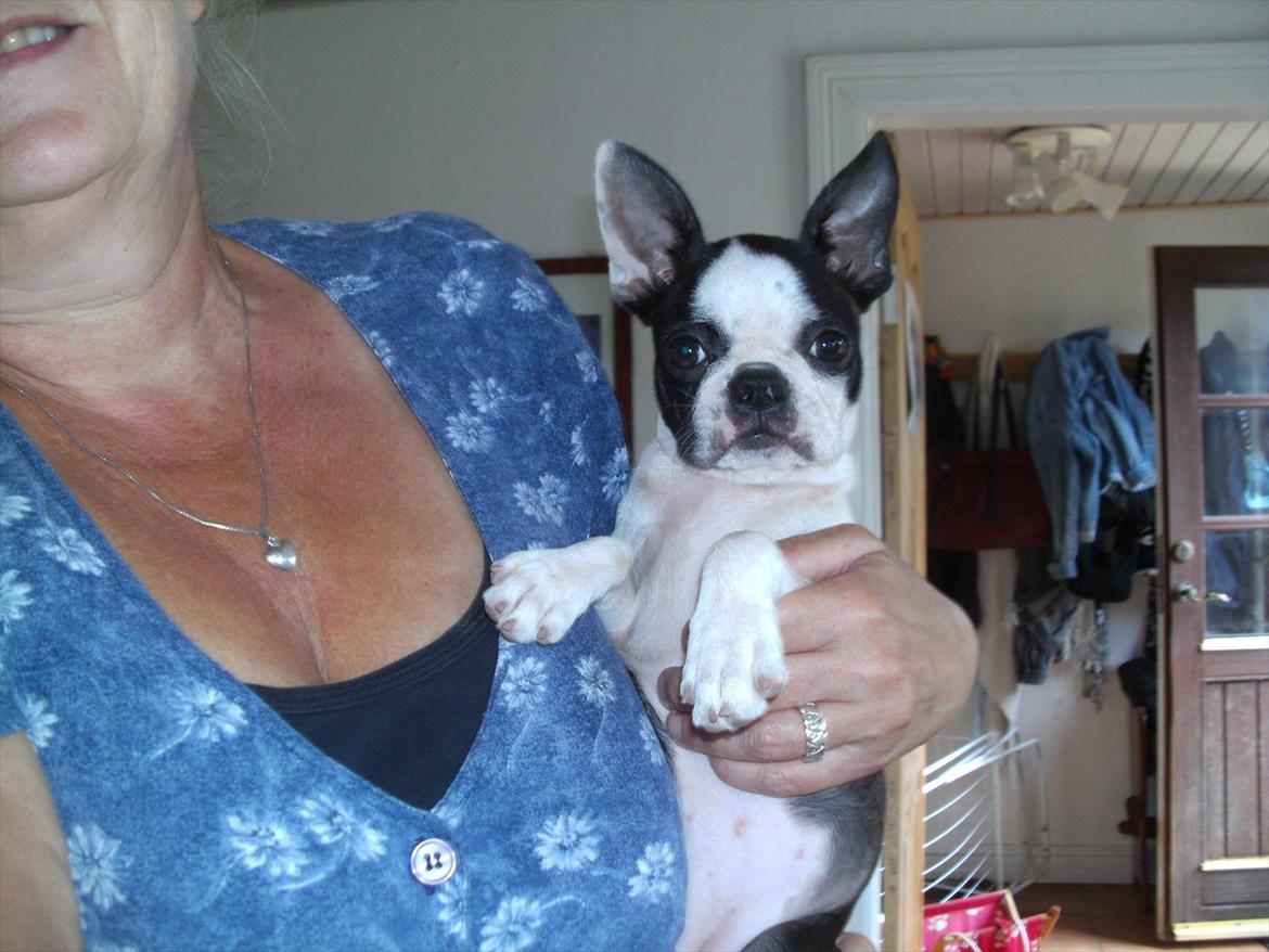 Boston terrier Mynthe billede 10