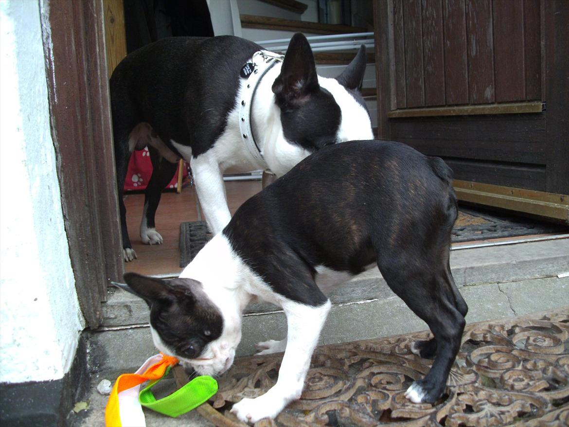Boston terrier Mynthe billede 11