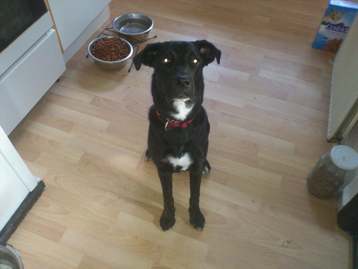 Blanding af racer Mille - her er mille så, dagen efter vi fik hende hjem, før hed hun putte men da hun ikke ville reagere på navnet blev vi nød til at finde på noget andet. billede 1