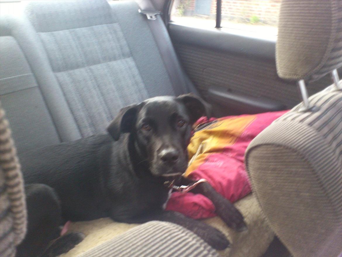 Blanding af racer Mille billede 2