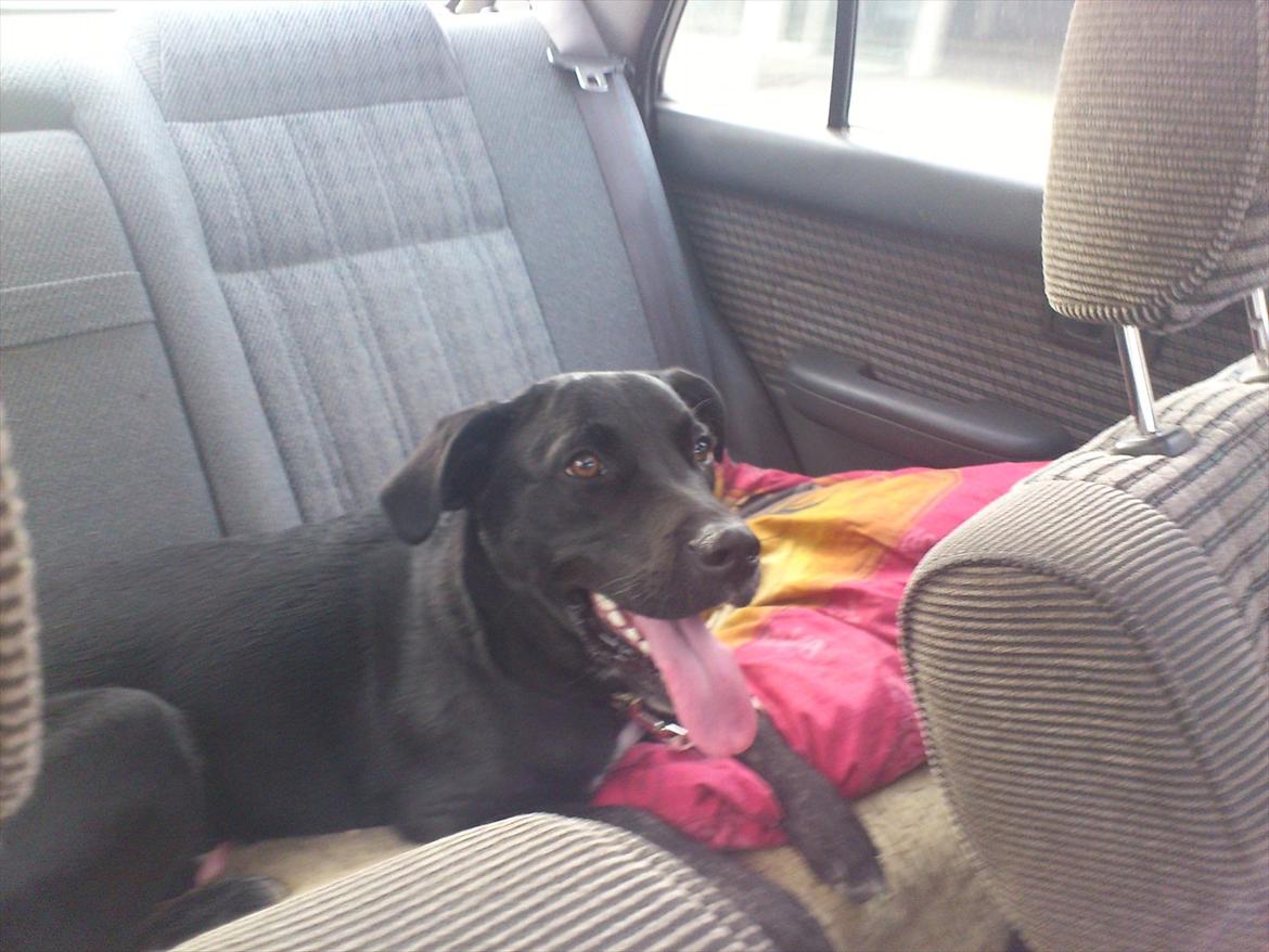 Blanding af racer Mille billede 3