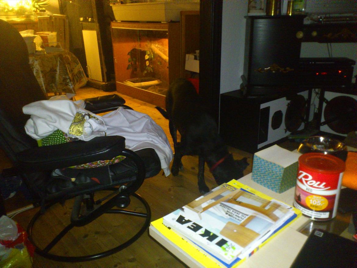 Blanding af racer Mille billede 4