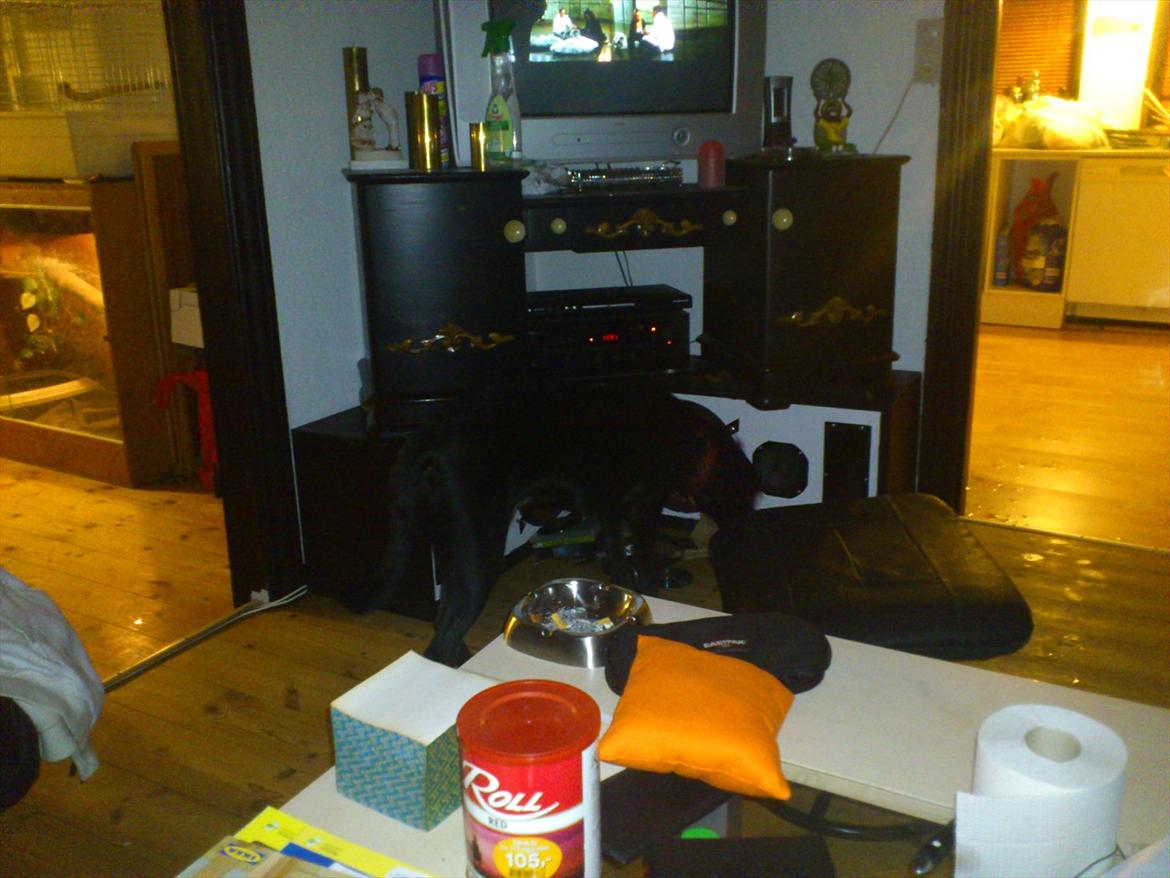 Blanding af racer Mille billede 5