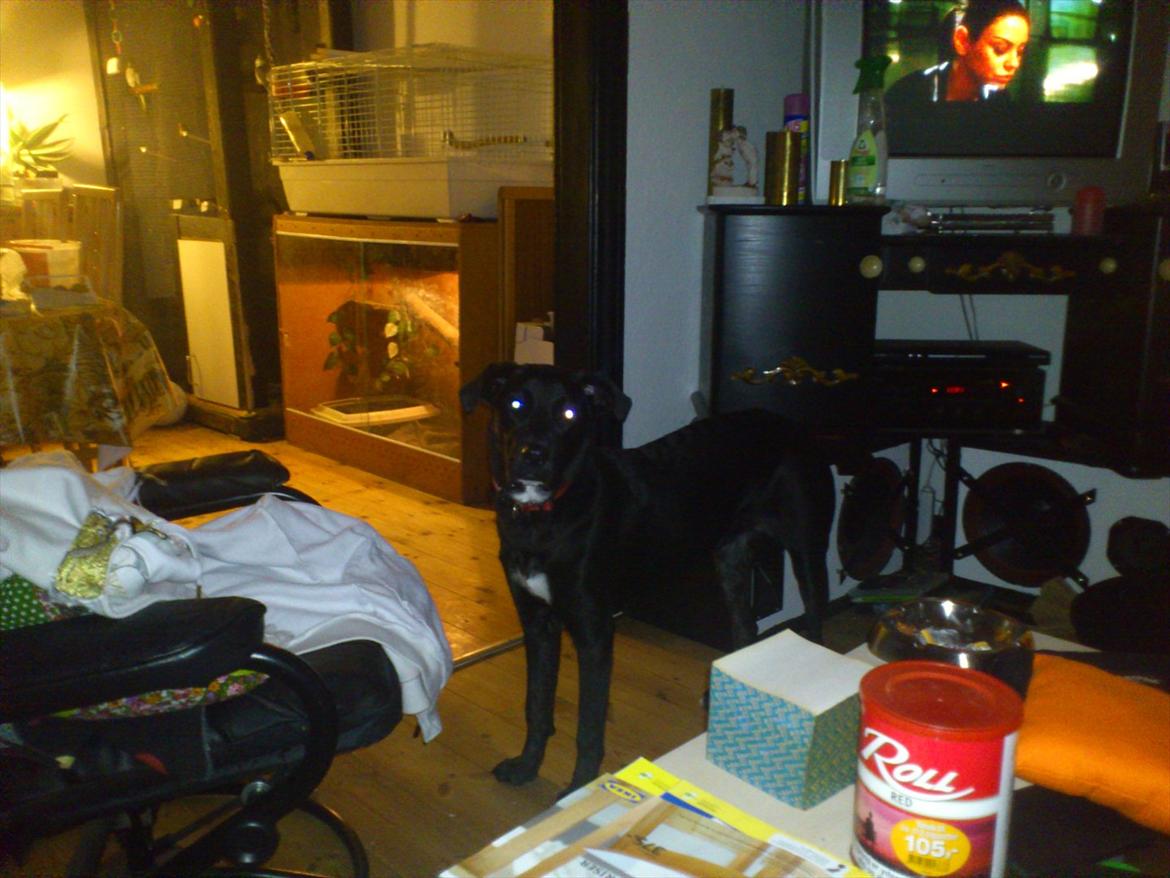 Blanding af racer Mille billede 6