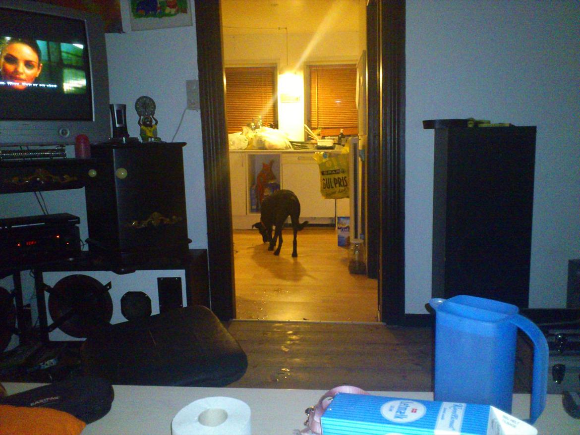 Blanding af racer Mille billede 7