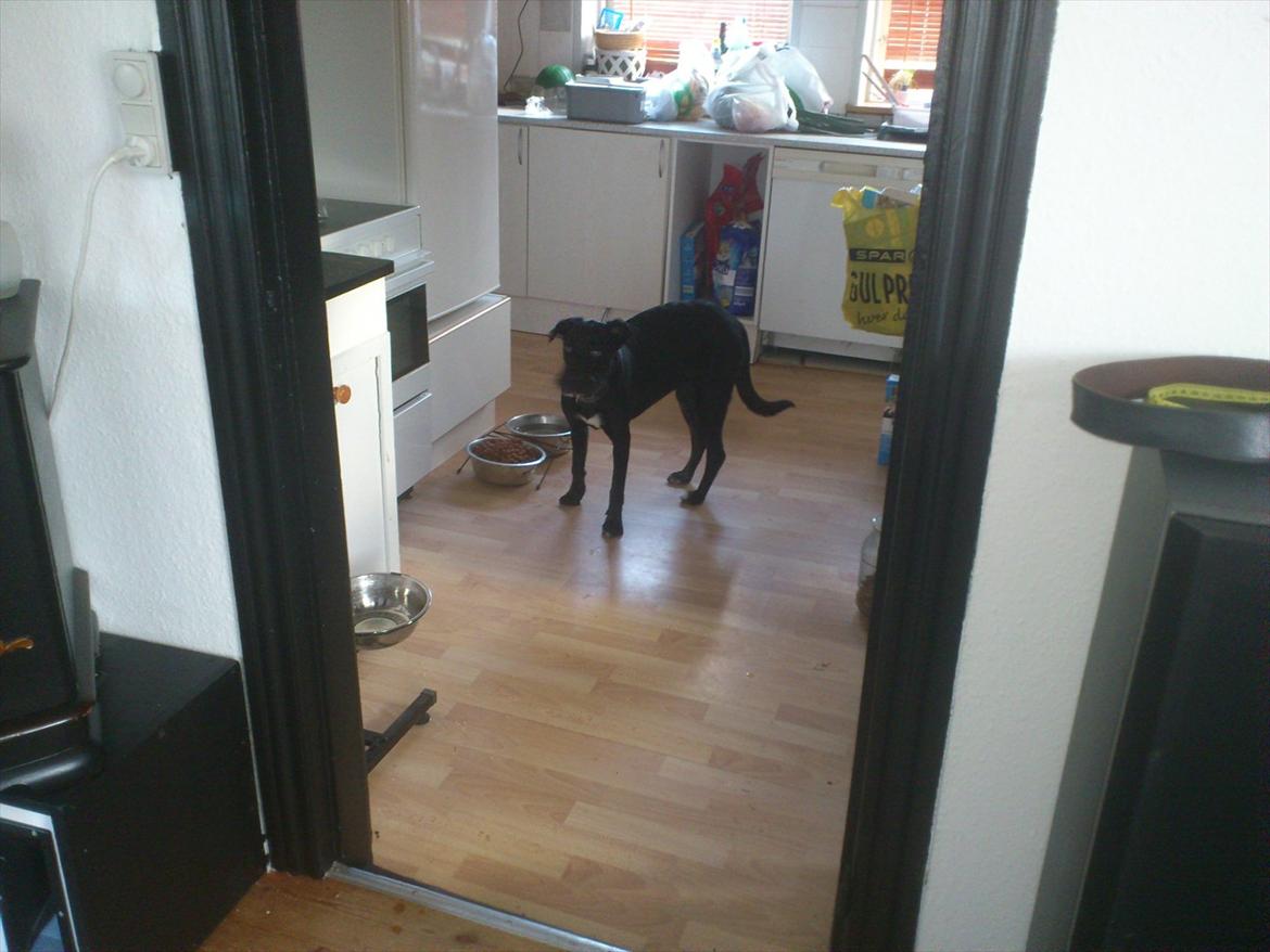 Blanding af racer Mille billede 8