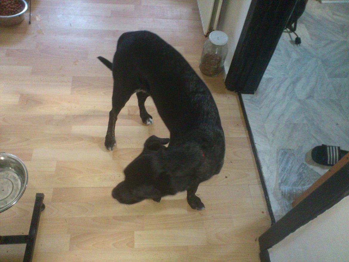 Blanding af racer Mille billede 9