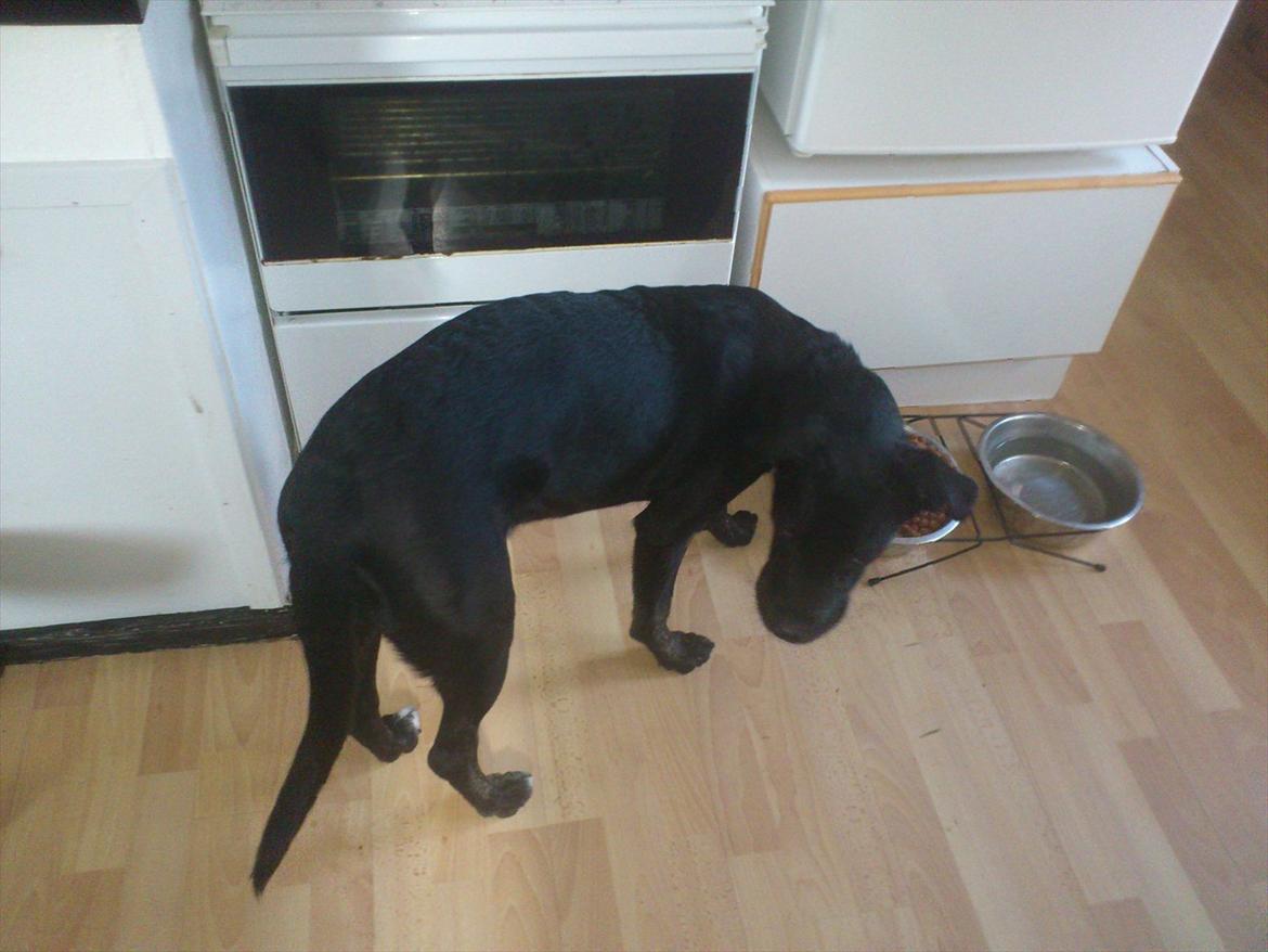 Blanding af racer Mille billede 10