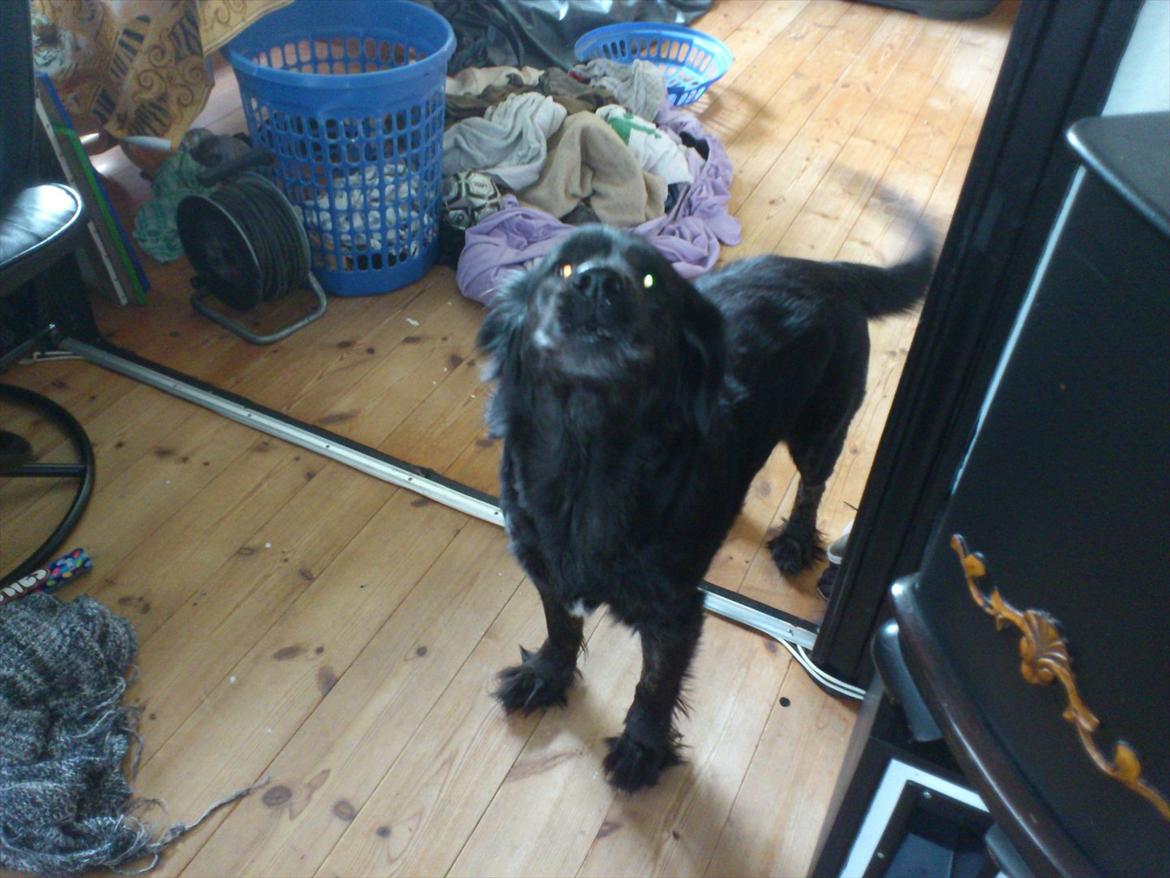 Blanding af racer thyson billede 11