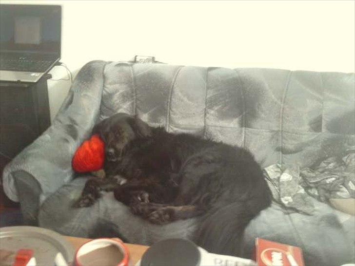 Blanding af racer thyson billede 12