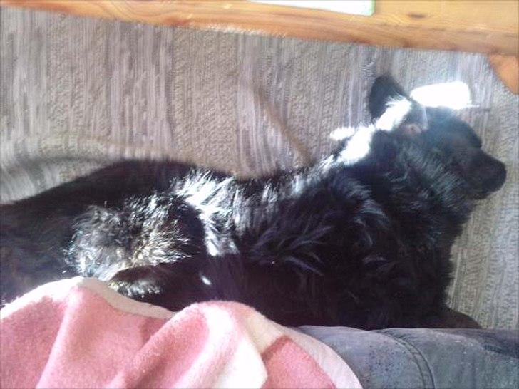 Blanding af racer thyson billede 13