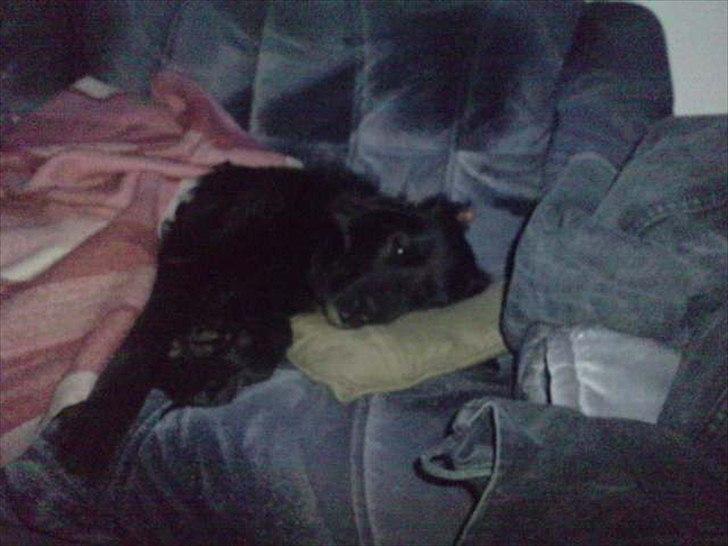 Blanding af racer thyson billede 14