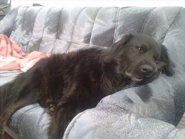 Blanding af racer thyson billede 15