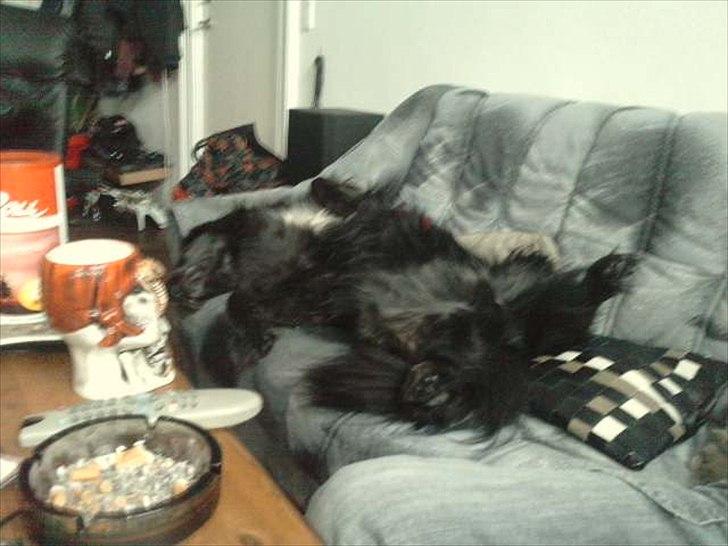 Blanding af racer thyson billede 16