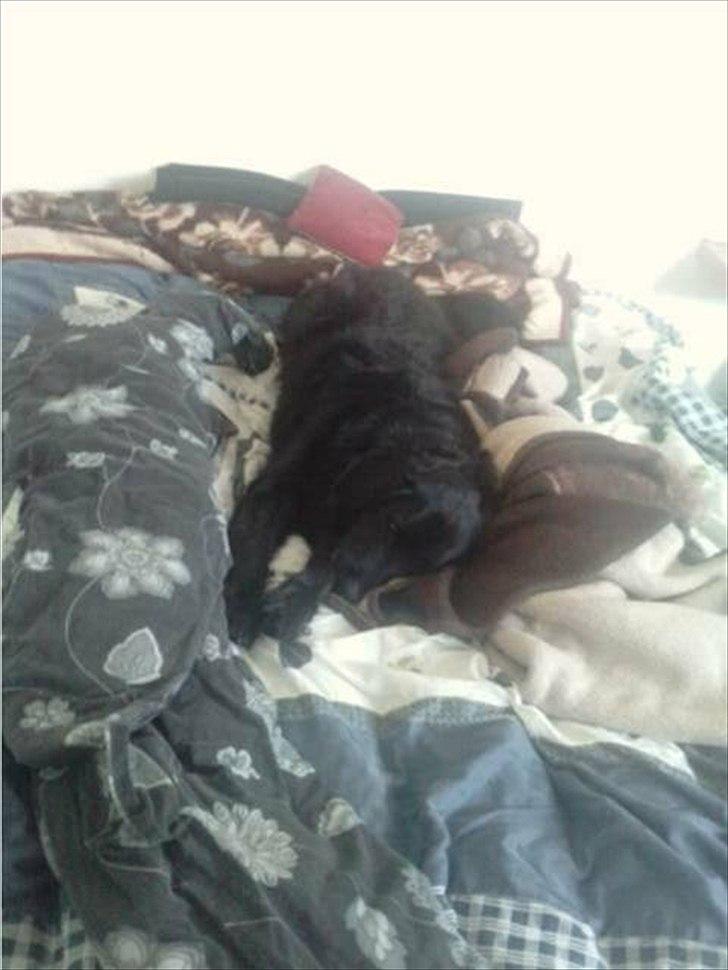 Blanding af racer thyson billede 17