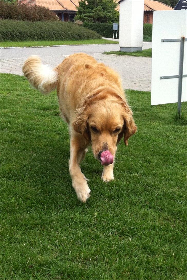 Golden retriever Luffe - Seee! Jeg kan røre min næse med tungen! :P billede 7