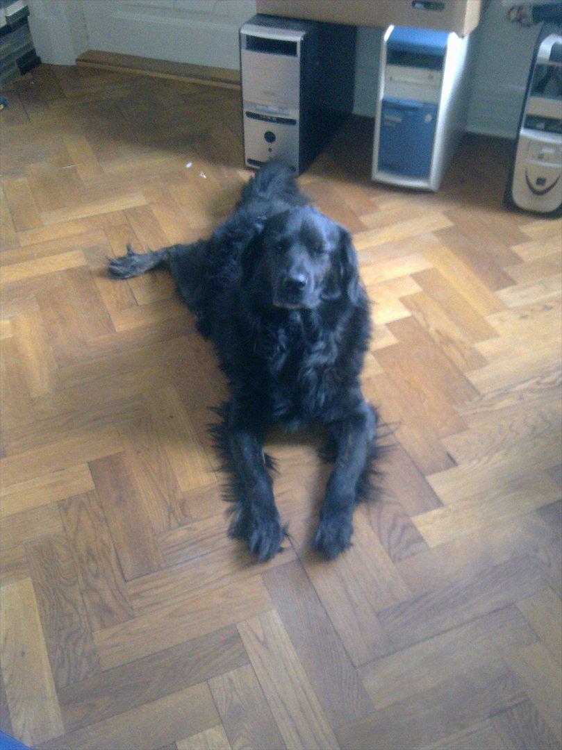 Blanding af racer thyson billede 18