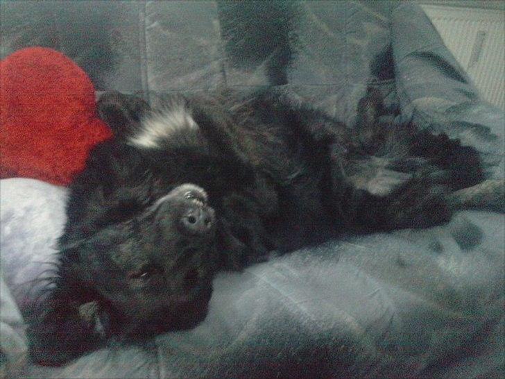 Blanding af racer thyson billede 19