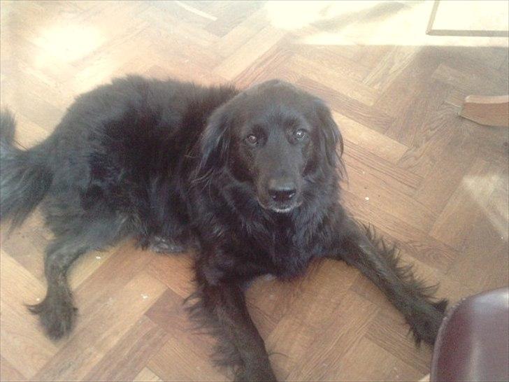 Blanding af racer thyson billede 20