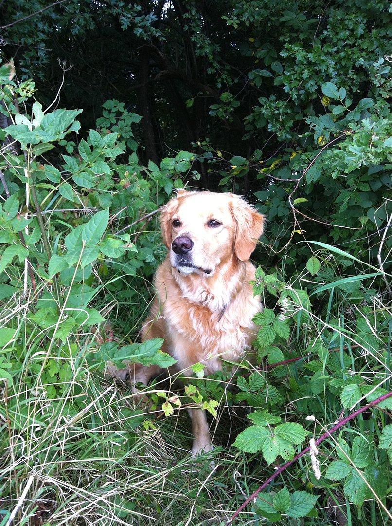 Golden retriever Luffe - Smukke Luffe. :-) billede 10