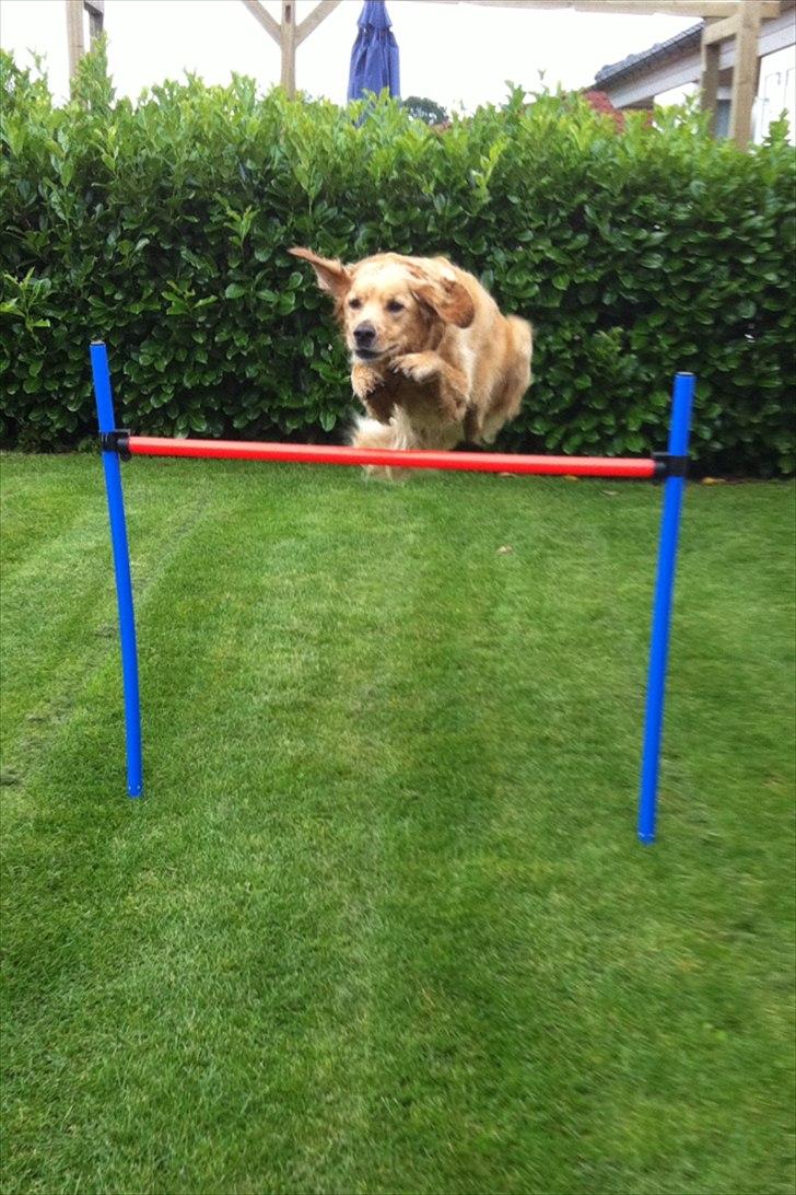 Golden retriever Luffe - Woow! Han er alligevel lidt sej hva'? :O billede 11