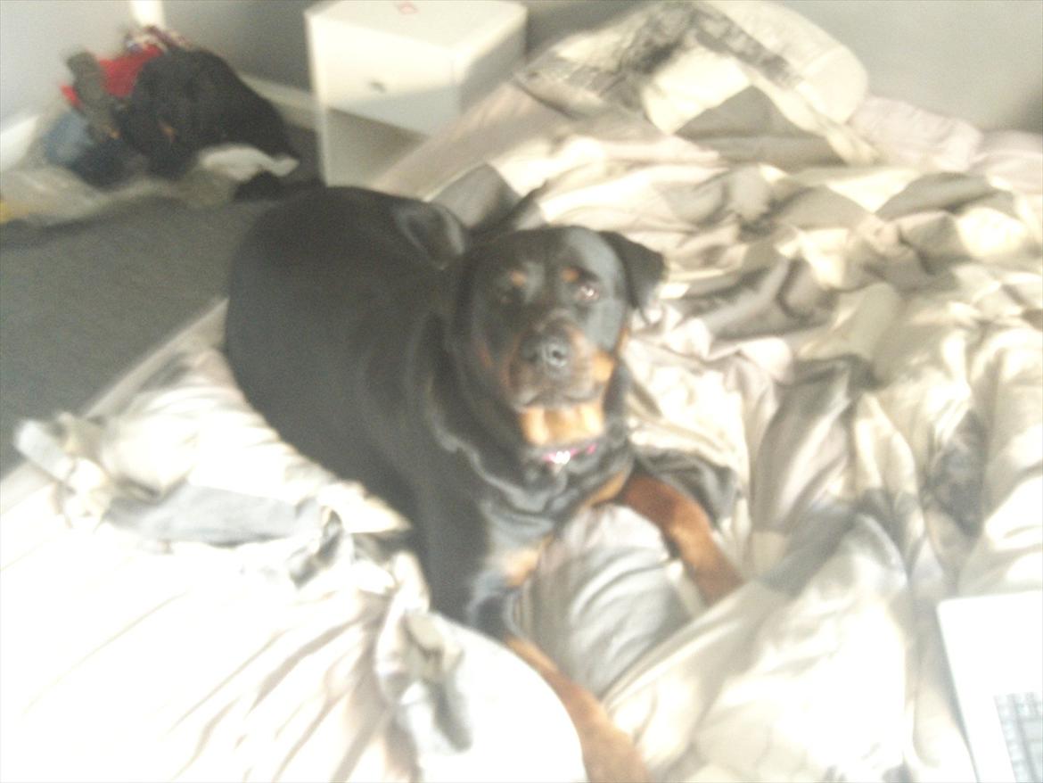 Rottweiler Pippi billede 1