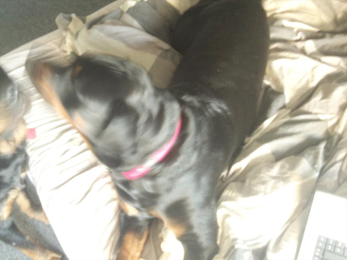 Rottweiler Pippi billede 2