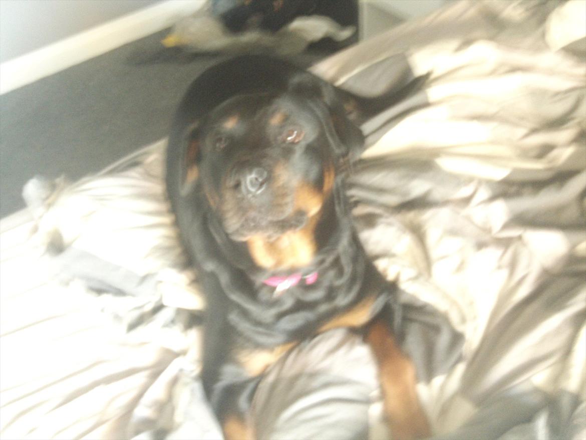 Rottweiler Pippi billede 3