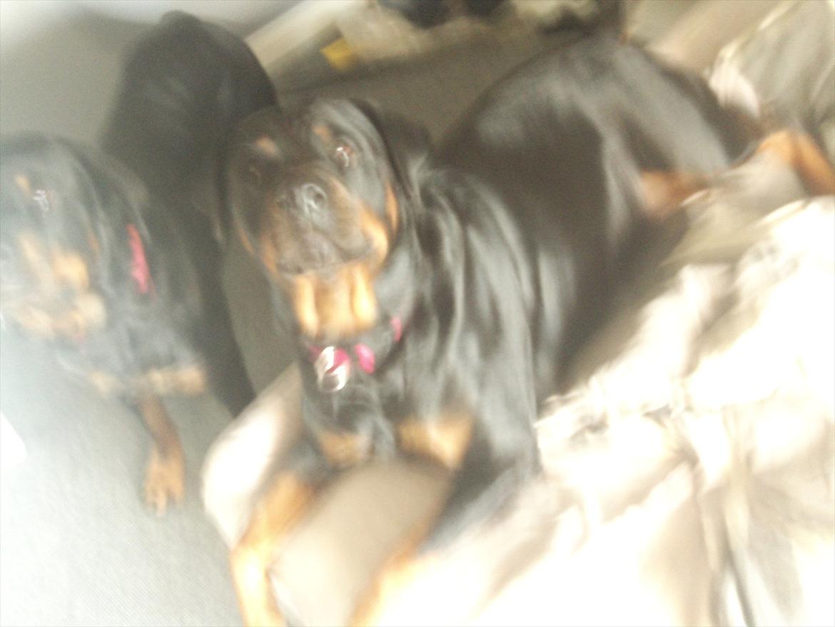 Rottweiler Pippi billede 5