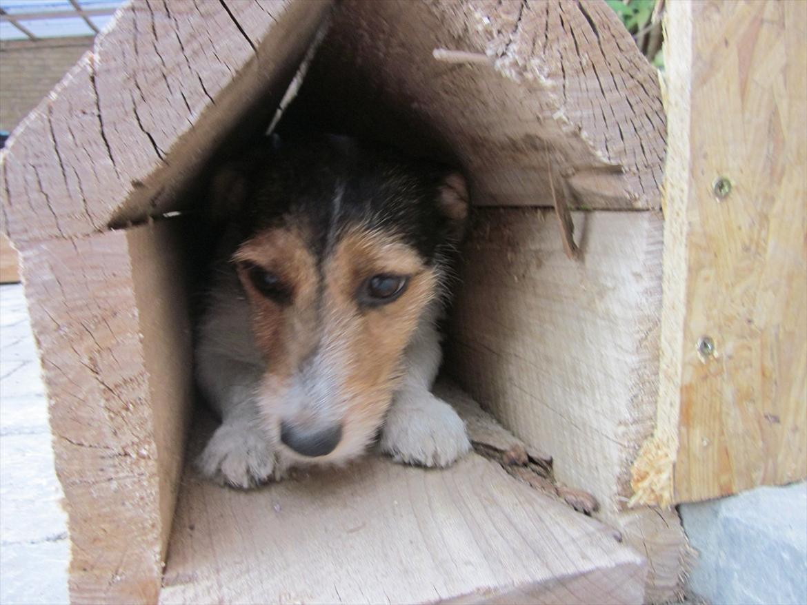 Jack russell terrier trixie - lige lidt for lille gravhunde ræve grav . pyt der var jo godbider ;) billede 1