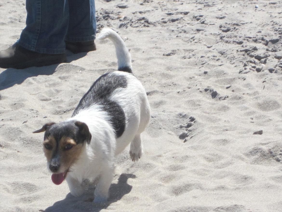 Jack russell terrier trixie billede 2