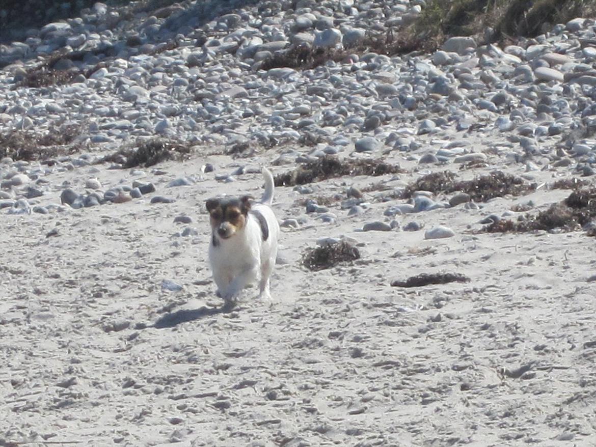 Jack russell terrier trixie billede 3