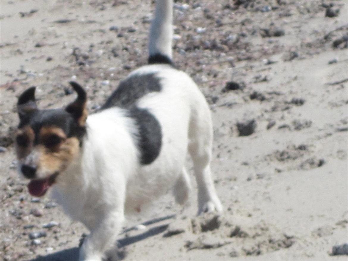 Jack russell terrier trixie - ved den super dejlige strand billede 4