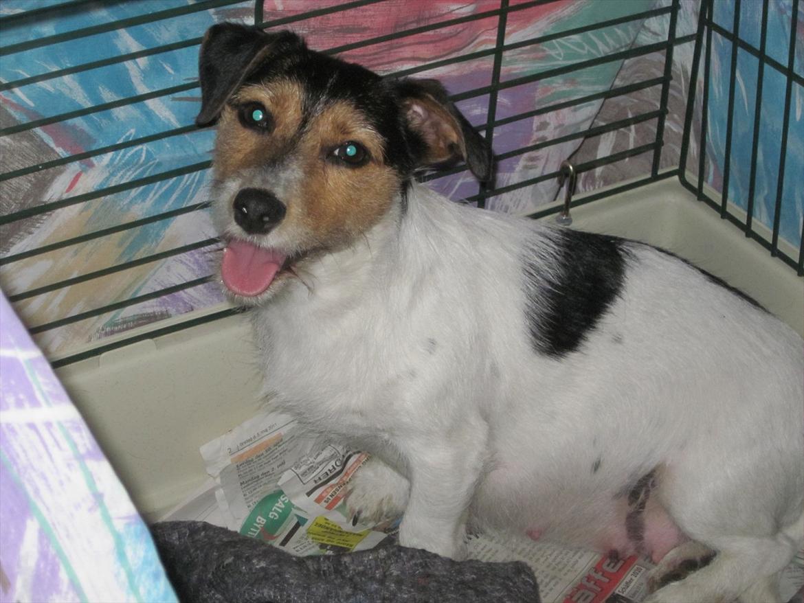 Jack russell terrier trixie billede 5