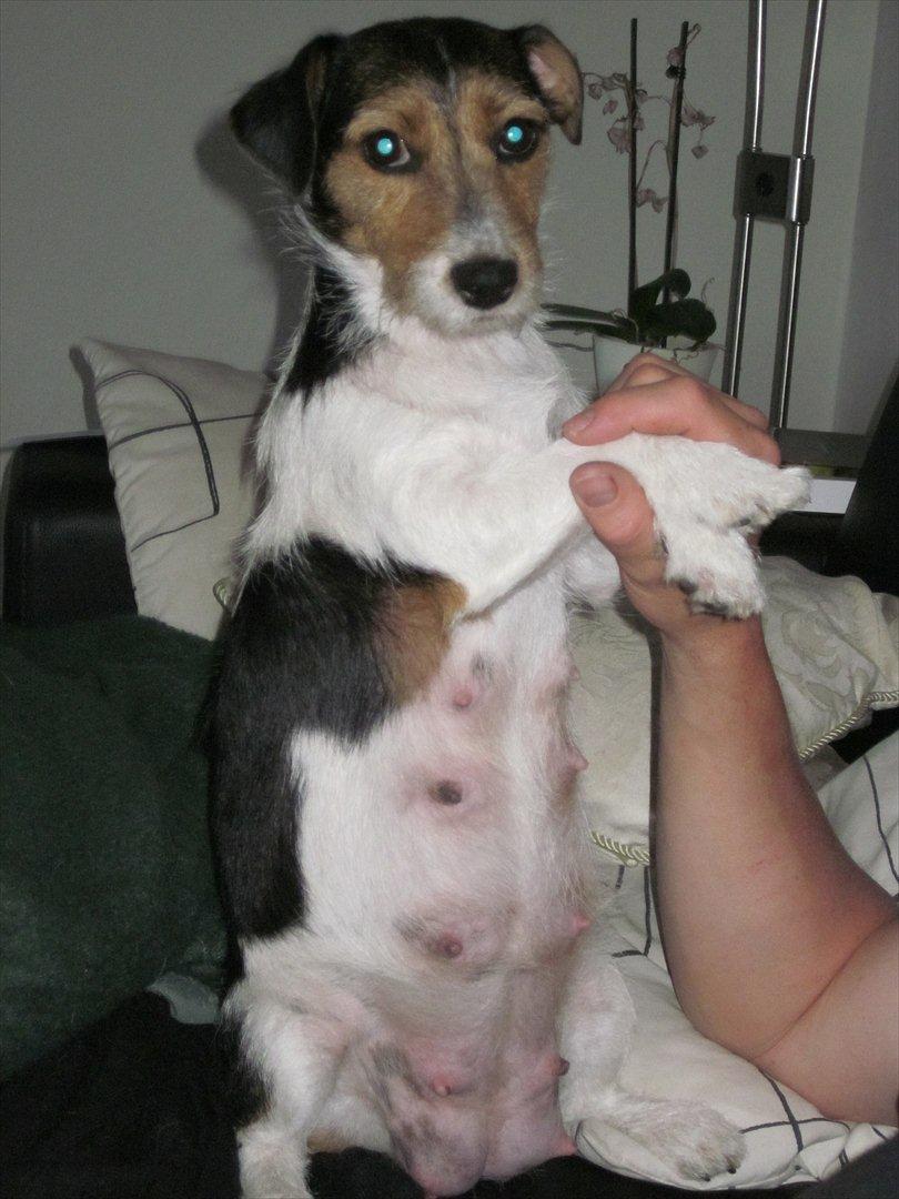 Jack russell terrier trixie billede 7