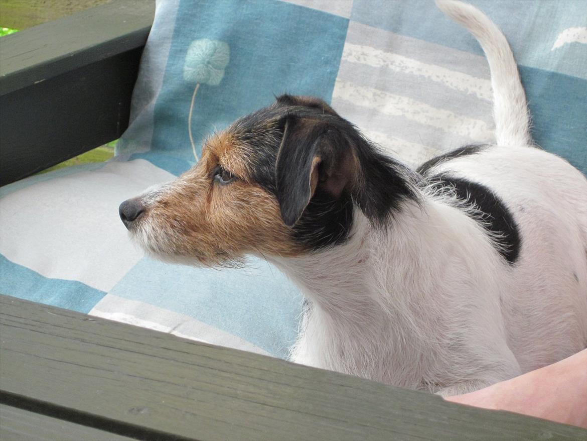 Jack russell terrier trixie billede 8