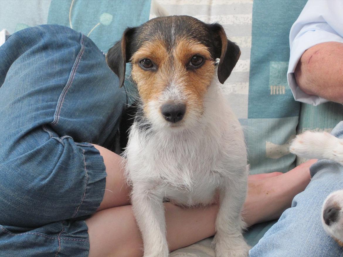 Jack russell terrier trixie billede 9