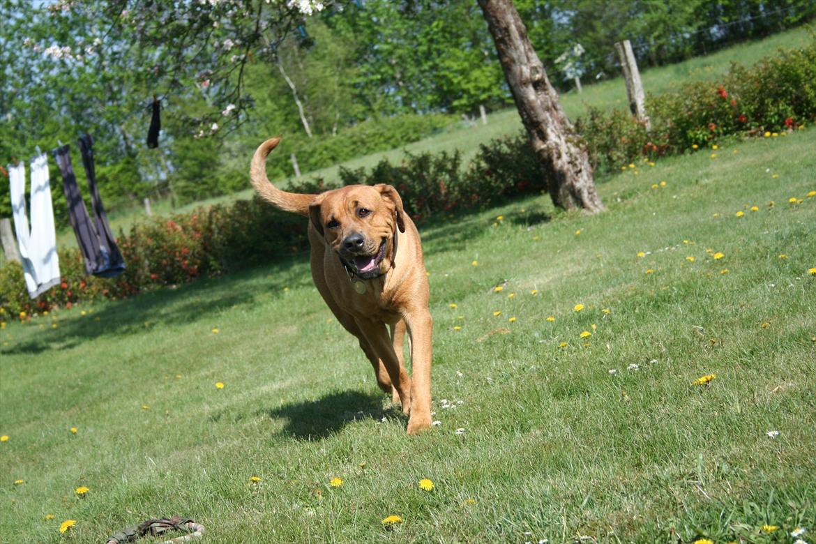 Blanding af racer Akeela billede 5