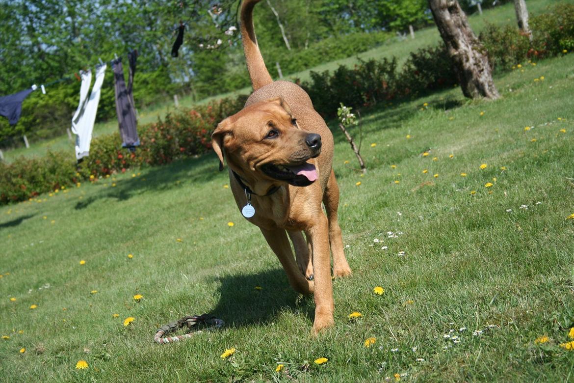 Blanding af racer Akeela billede 7