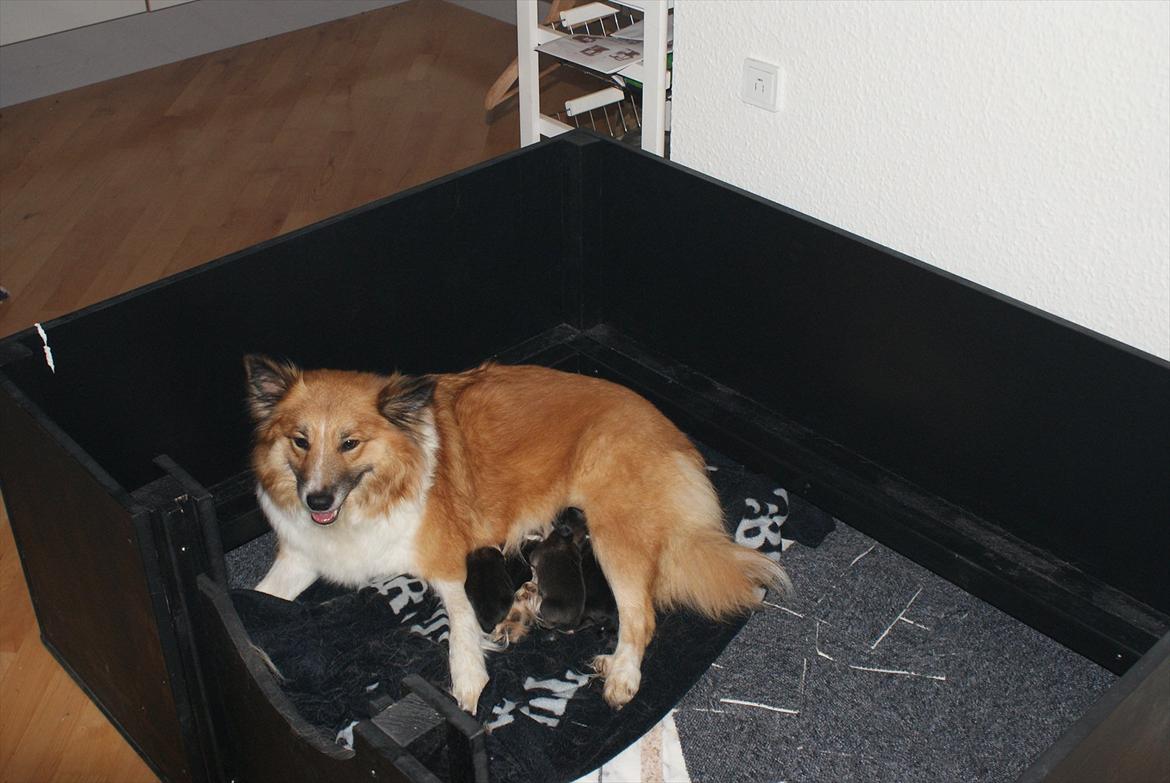 Islandsk fårehund Fenya billede 1