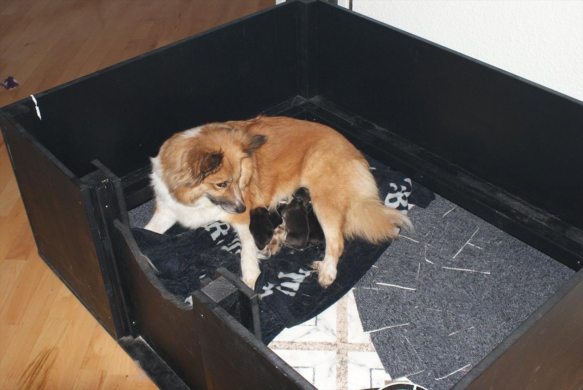 Islandsk fårehund Fenya billede 2