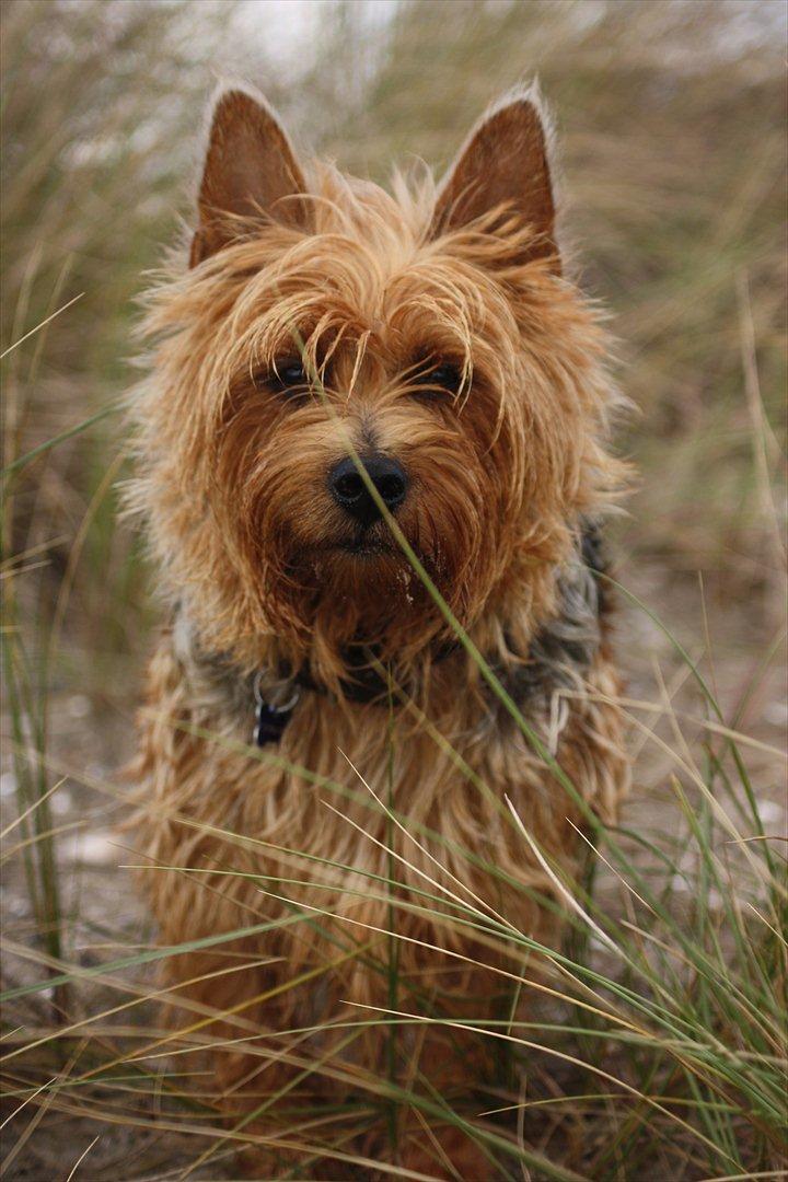 Australsk terrier Luka Min engel - Lukaen på Amager Strand
September 2011 billede 14
