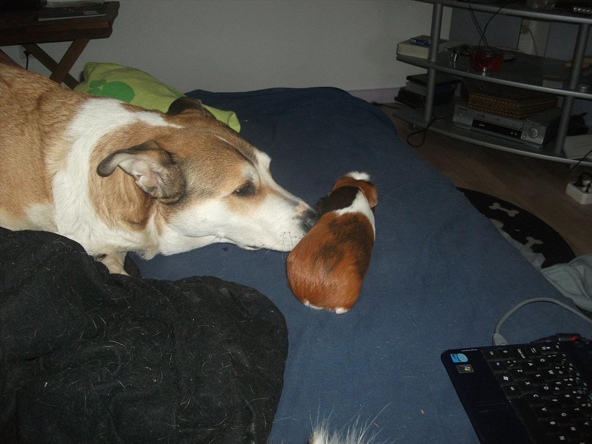 Blanding af racer Ronja billede 20