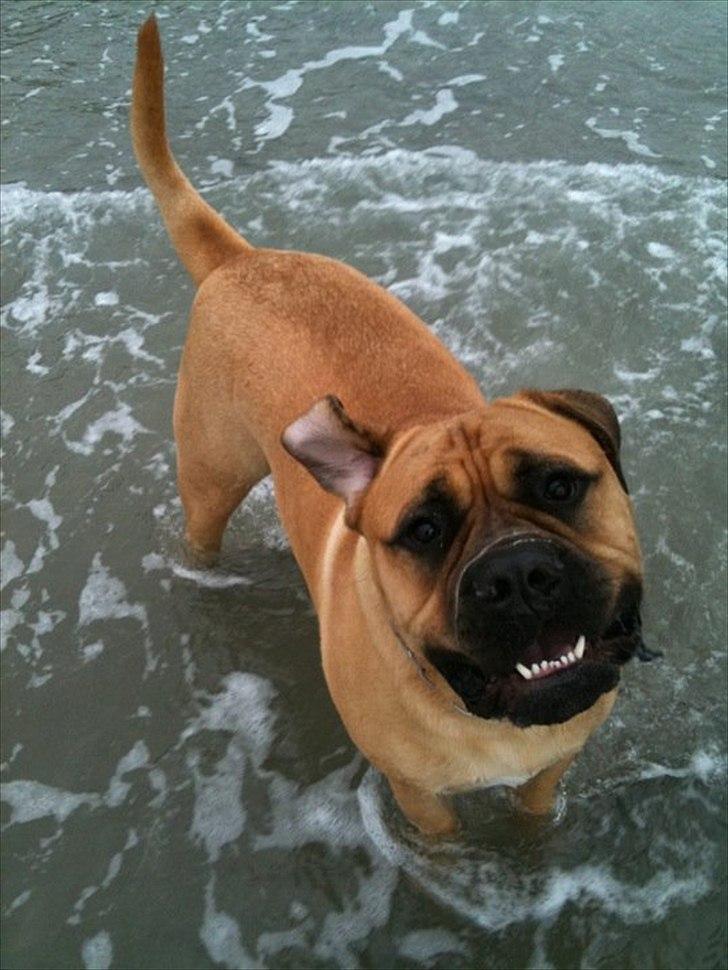 Bullmastiff Boulevard of Fame Hector - Hector på stranden. (20mdr) billede 1