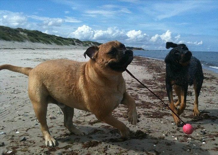 Bullmastiff Boulevard of Fame Hector - På stranden med Kovu :D (20mdr) billede 2