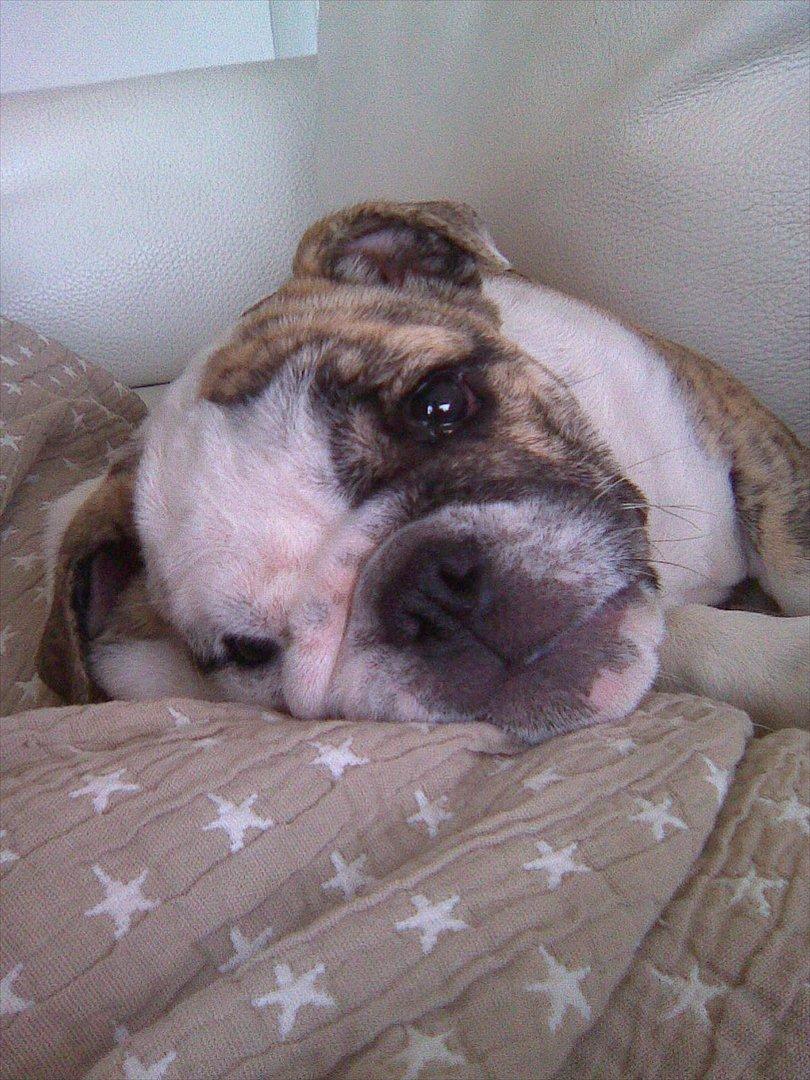 Engelsk bulldog Nifi billede 10