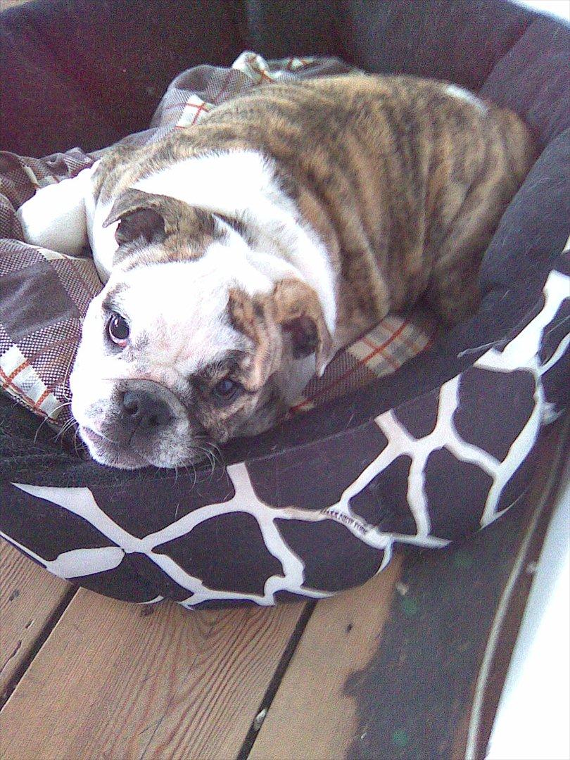 Engelsk bulldog Nifi billede 2